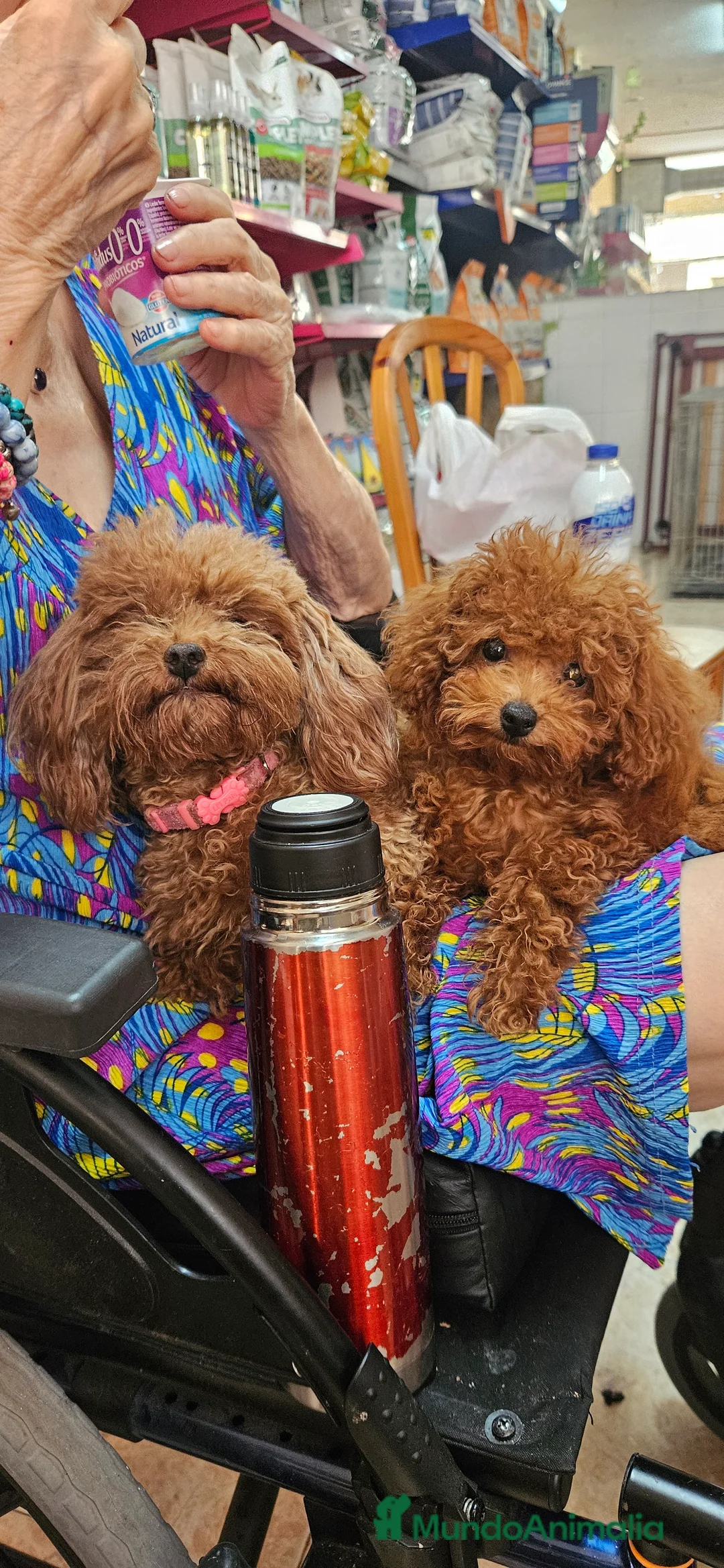 Caniche Toy perros en venta: Caniche toy - Anuncio 14