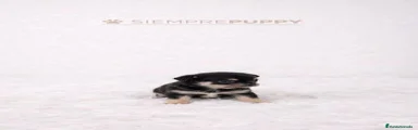 Chihuahua Cachorro 2
