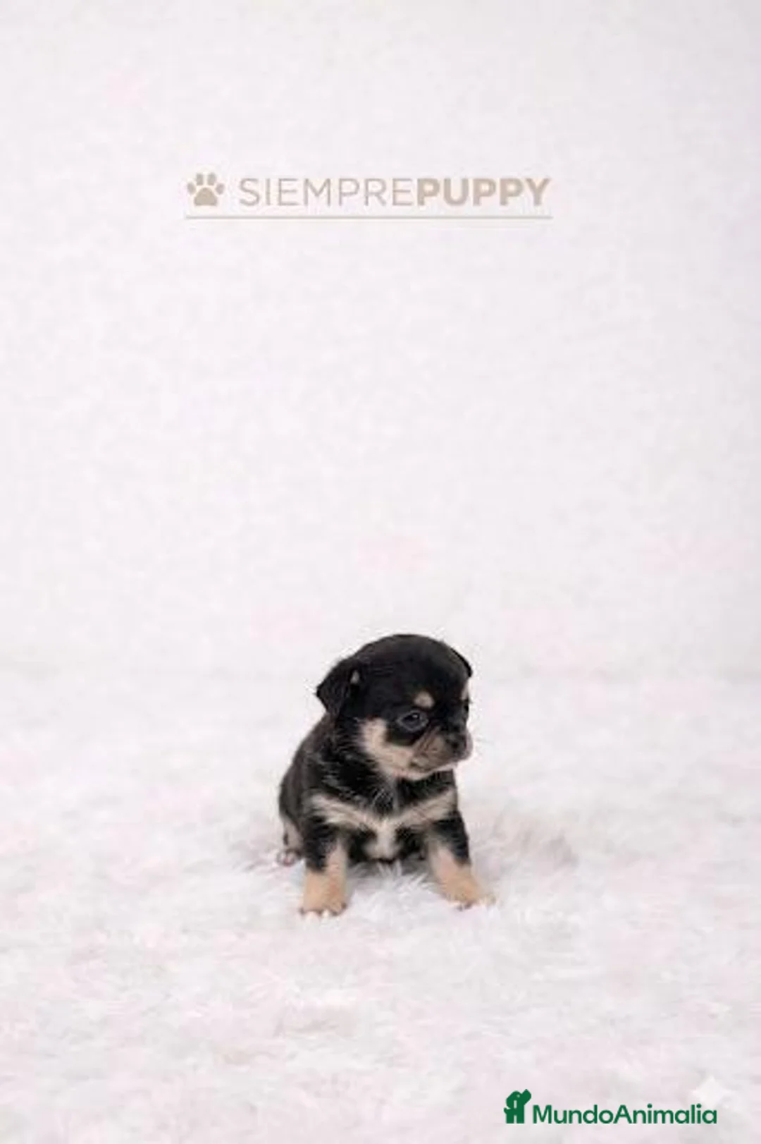 Chihuahua perros en venta: CHIHUAHUA MINI TOY - Anuncio 2