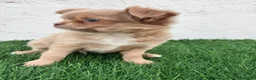Chihuahua perros en venta: Chihuahua  - Anuncio 13