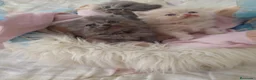Persa gatos en venta: Gatitos persa himalayo  - Anuncio 15