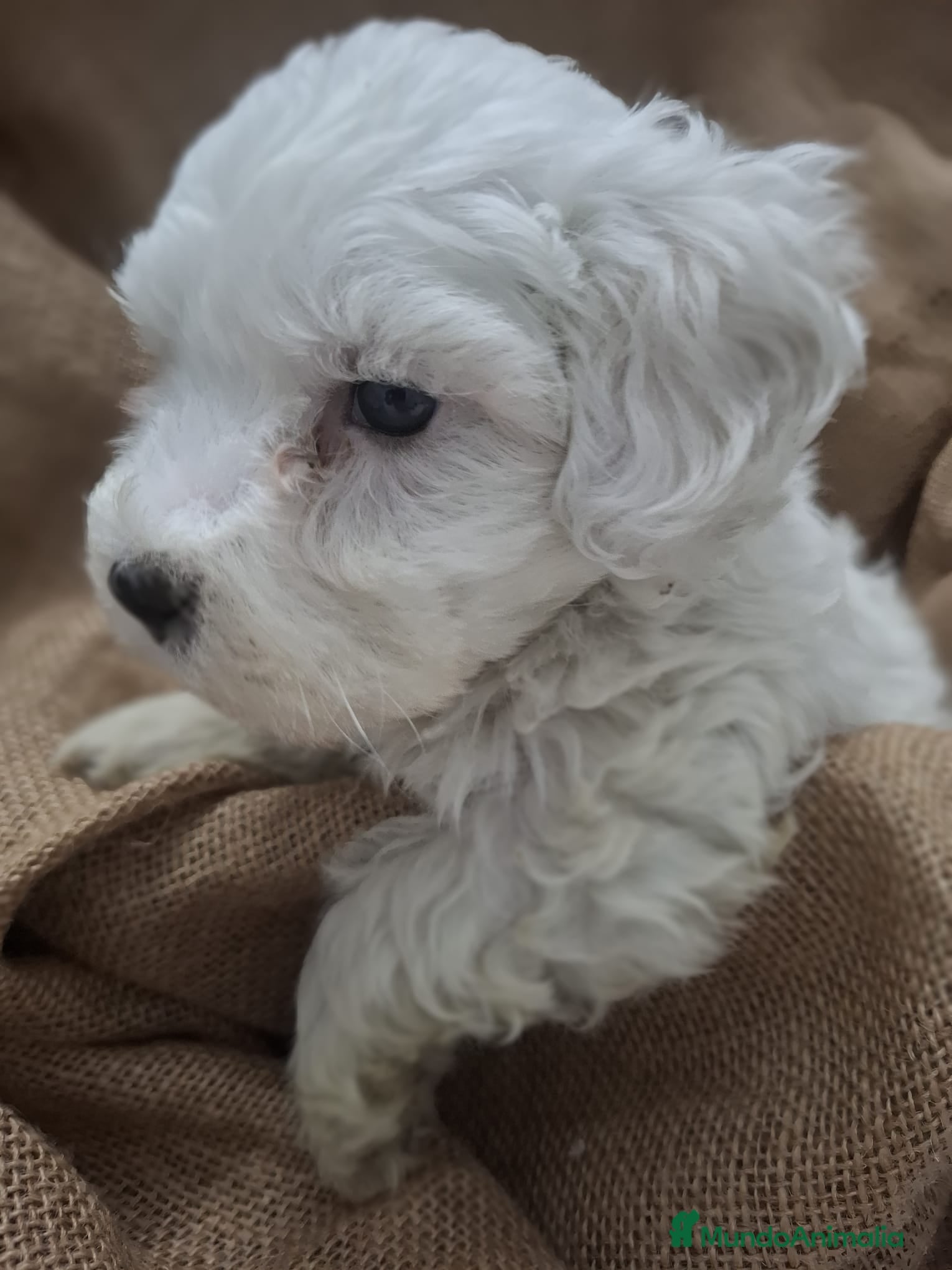 Bichón Maltés perros BICHON MALTES - Anuncio 3