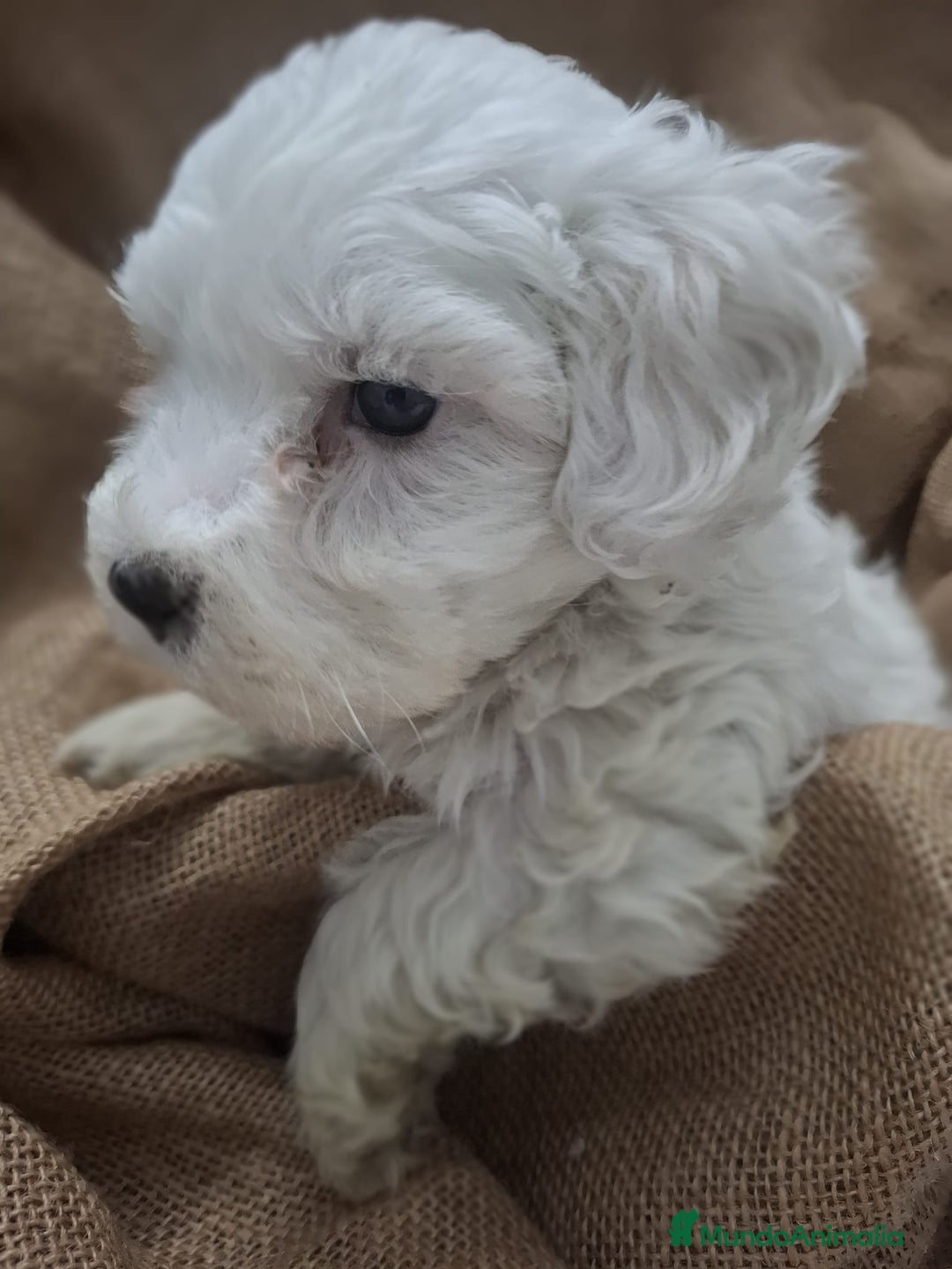 Bichón Maltés perros en venta: BICHON MALTES - Anuncio 1