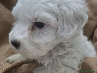 Bichón Maltés perros BICHON MALTES - Anuncio 3