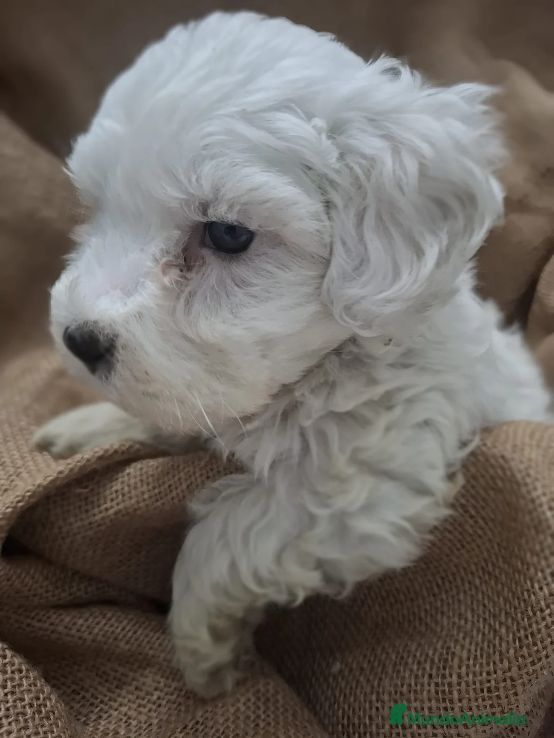 Bichón Maltés perros en venta: BICHON MALTES - Anuncio 1