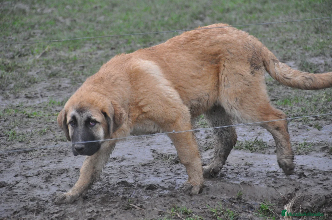 Mastín Español perros en venta: Cachorra de Mastin Español Ganadero - Anuncio 9