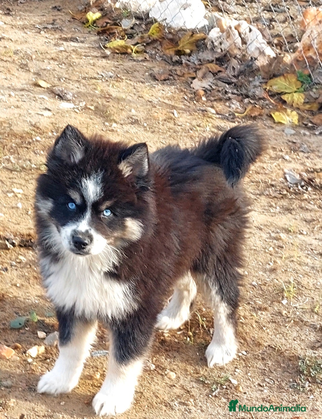 Pomsky perros en venta: Cachorros pomsky - Anuncio 4