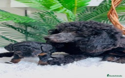Caniche Toy perros en venta: CANICHE TOY HEMBRA - Imagen 4