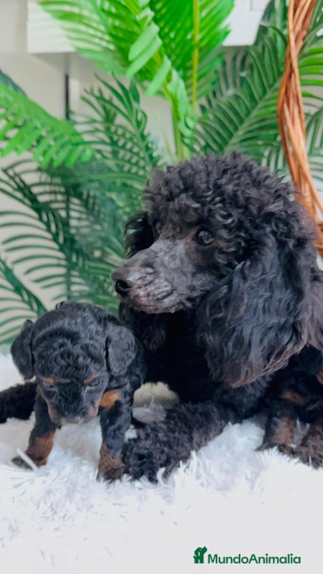 Caniche Toy perros en venta: CANICHE TOY HEMBRA - Imagen 4