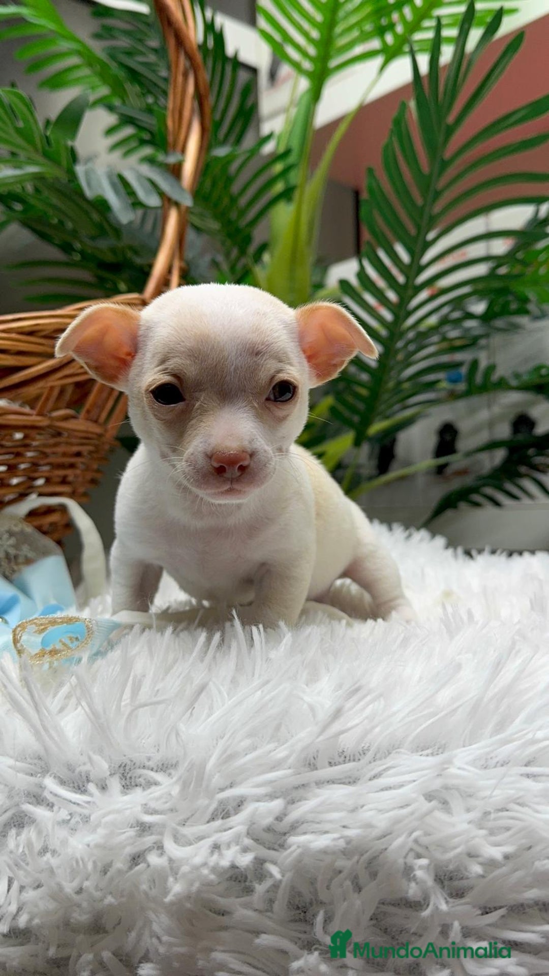 Chihuahua perros en venta: CHIHUAHUA MACHO - Anuncio 4