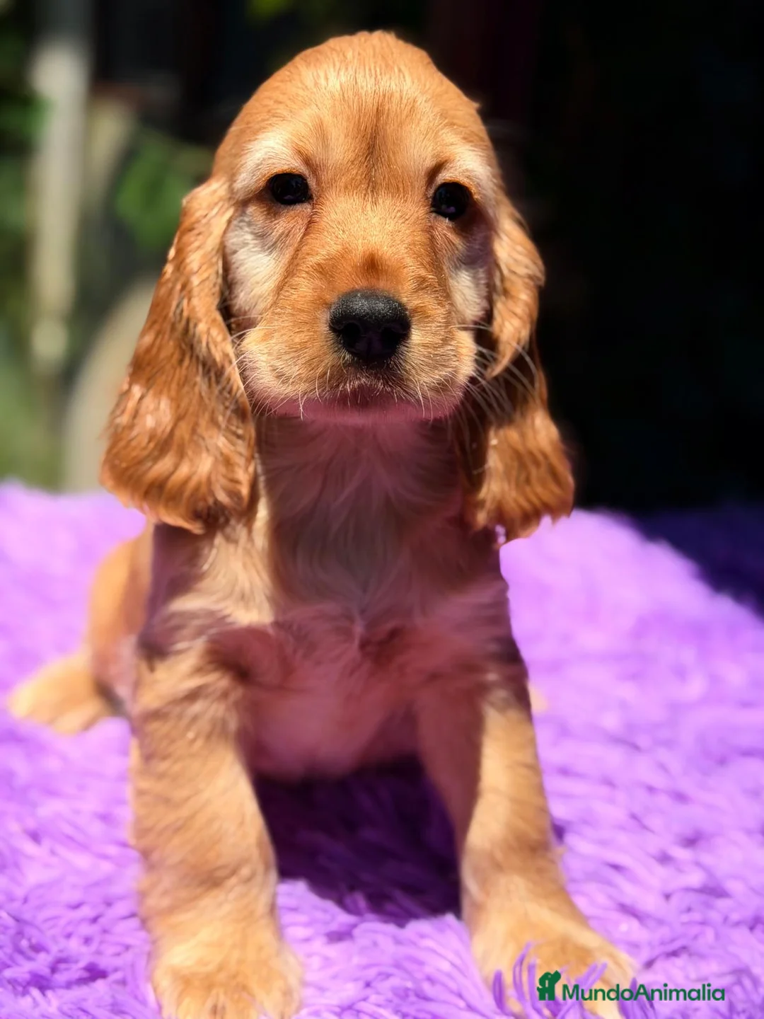 Cocker Spaniel Inglés perros en venta: COCKER SPANIEL INGLÉS DORADO - Anuncio 5