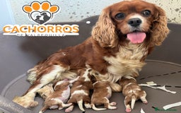 Cavalier King Charles Spaniel perros en venta: Cavalier king - Imagen 1