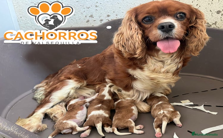 Cavalier King Charles Spaniel perros - Anuncio 1