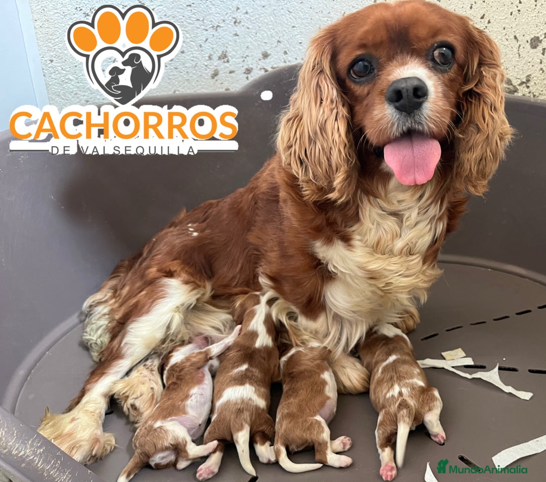 Cavalier King Charles Spaniel perros en venta: Cavalier king - Imagen 1