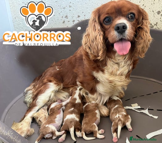 Cavalier King Charles Spaniel perros - Anuncio 6