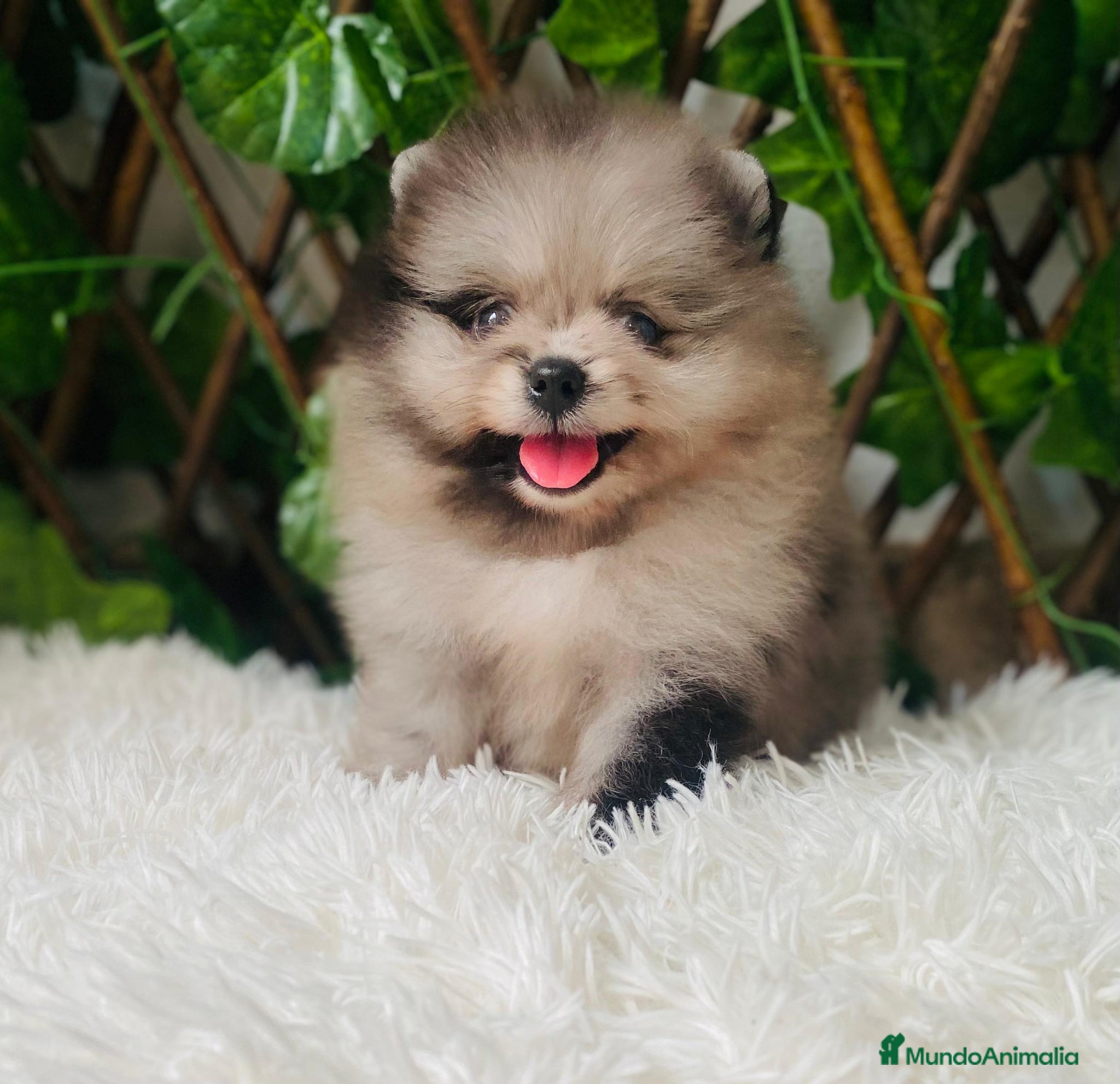 Pomerania perros POMERANIA  - Anuncio 2