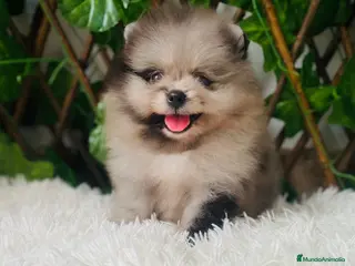 Pomerania perros POMERANIA - Anuncio 2