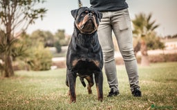 Rottweiler perros para monta: ROTTWEILER CAMPEÓN DE ESPAÑA PARA MONTAS - Anuncio 3