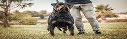 Rottweiler perros para monta: ROTTWEILER CAMPEÓN DE ESPAÑA PARA MONTAS - Anuncio 3