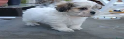 Shih Tzu perros en venta: MalShi. Shihtzu x Maltes - Anuncio 8