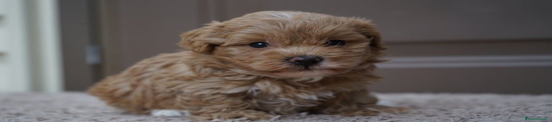 YUKI