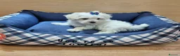 Bichón Maltés perros en venta: Bichón maltes - Anuncio 5