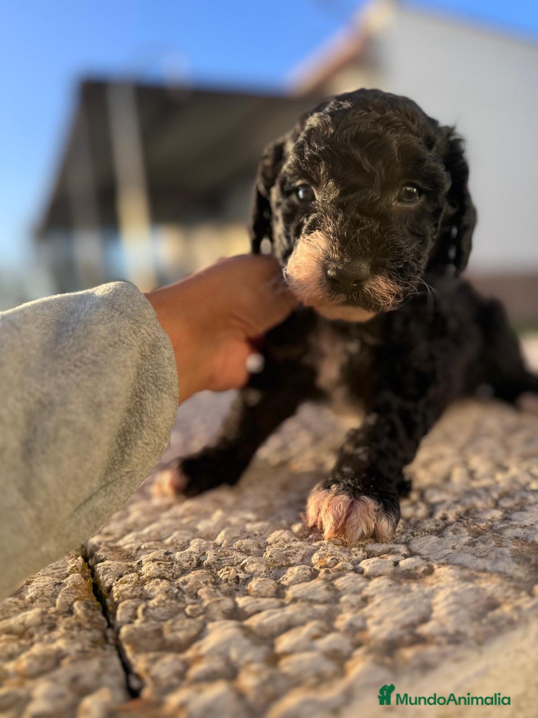 Perro de Agua Español perros en venta: PERRO DE AGUA HEMBRA RABONA - Anuncio 16