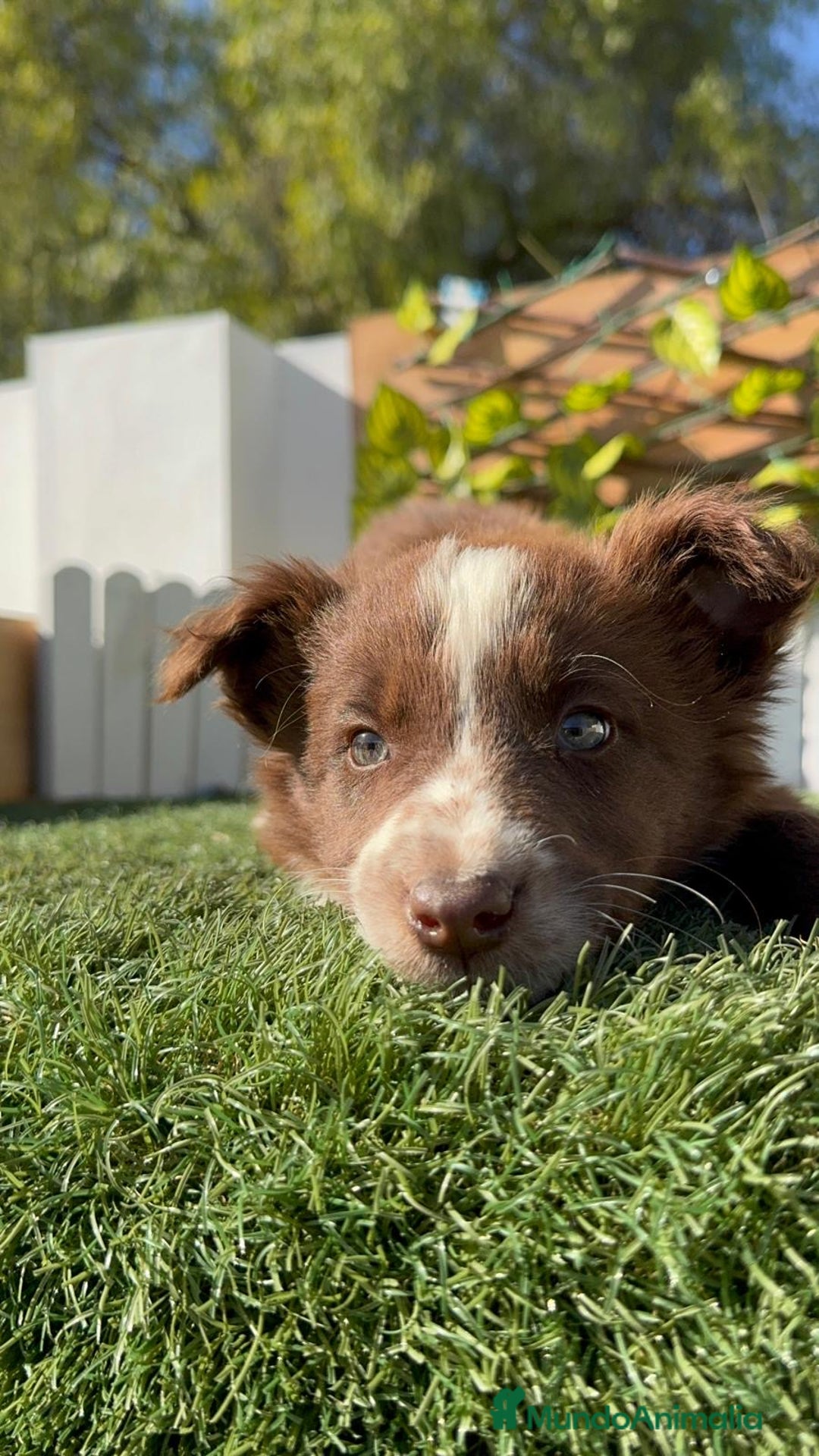 Border Collie perros en venta: BORDER COLLIE - Anuncio 12