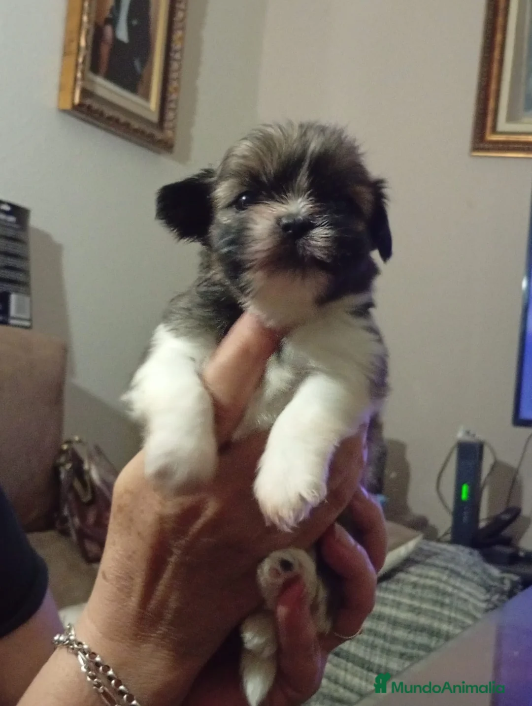 Shih Tzu perros en venta: Cachorros de Shih-tzu  - Anuncio 2