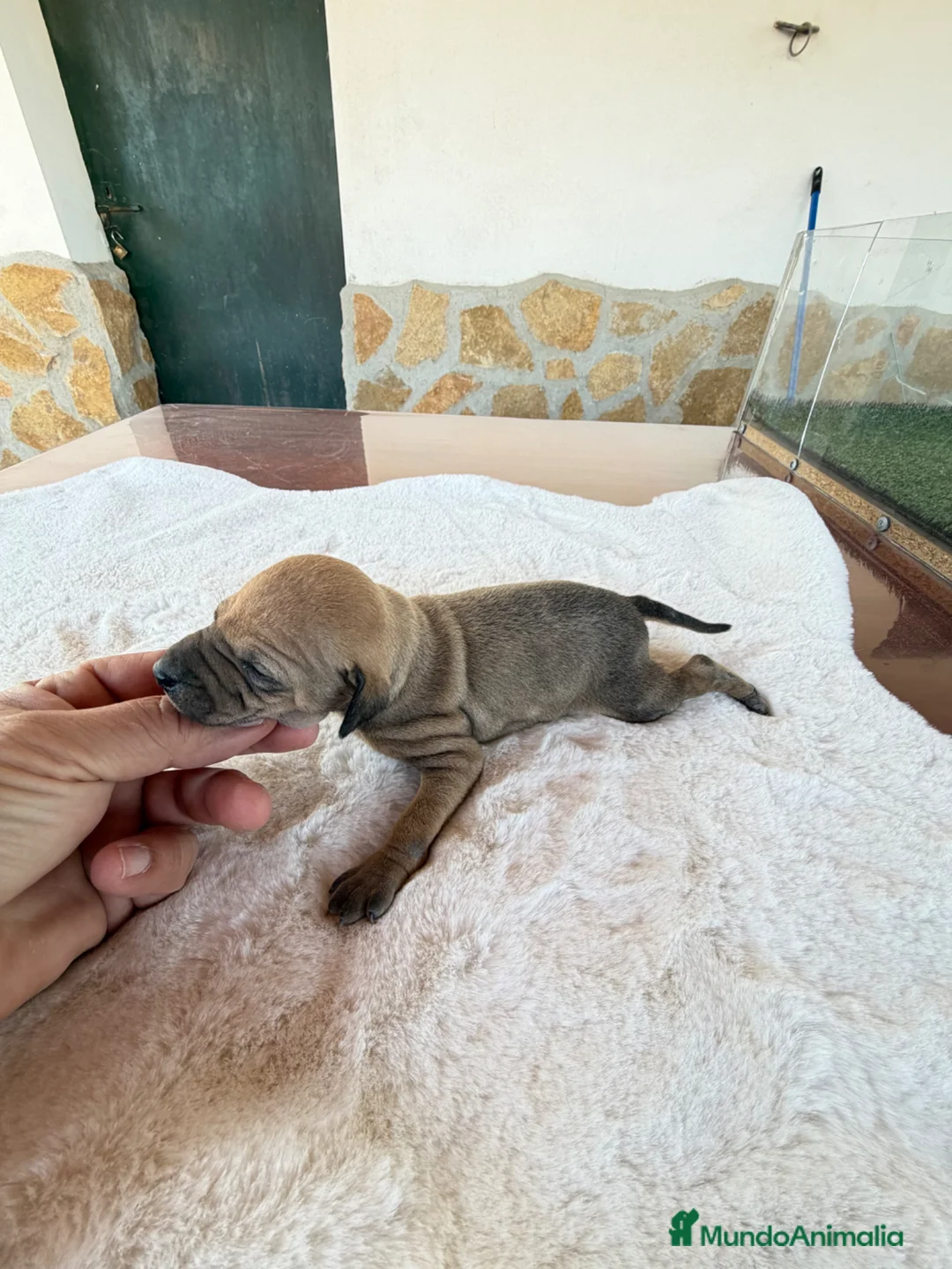 Pequeño Lebrel Italiano perros en venta: GALGOS ITALIANOS PICCOLO - Anuncio 2
