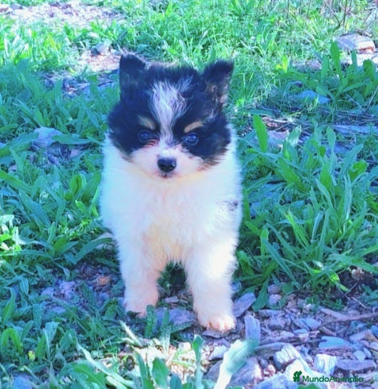Spitz pequeño - Kleinspitz perros Pomerania Klein - Anuncio 2