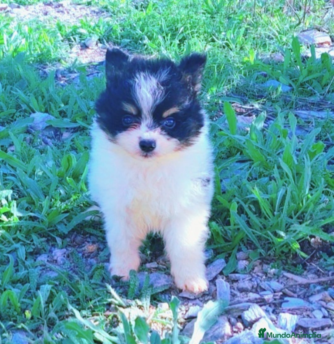 Spitz pequeño - Kleinspitz perros en venta: Pomerania Klein - Anuncio 1