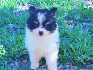 Spitz pequeño - Kleinspitz perros Pomerania Klein - Anuncio 2