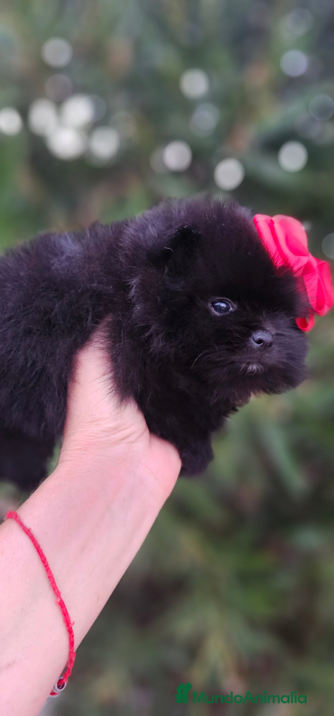 Pomerania perros en venta: Bebés Pomerania exoticos - Imagen 5