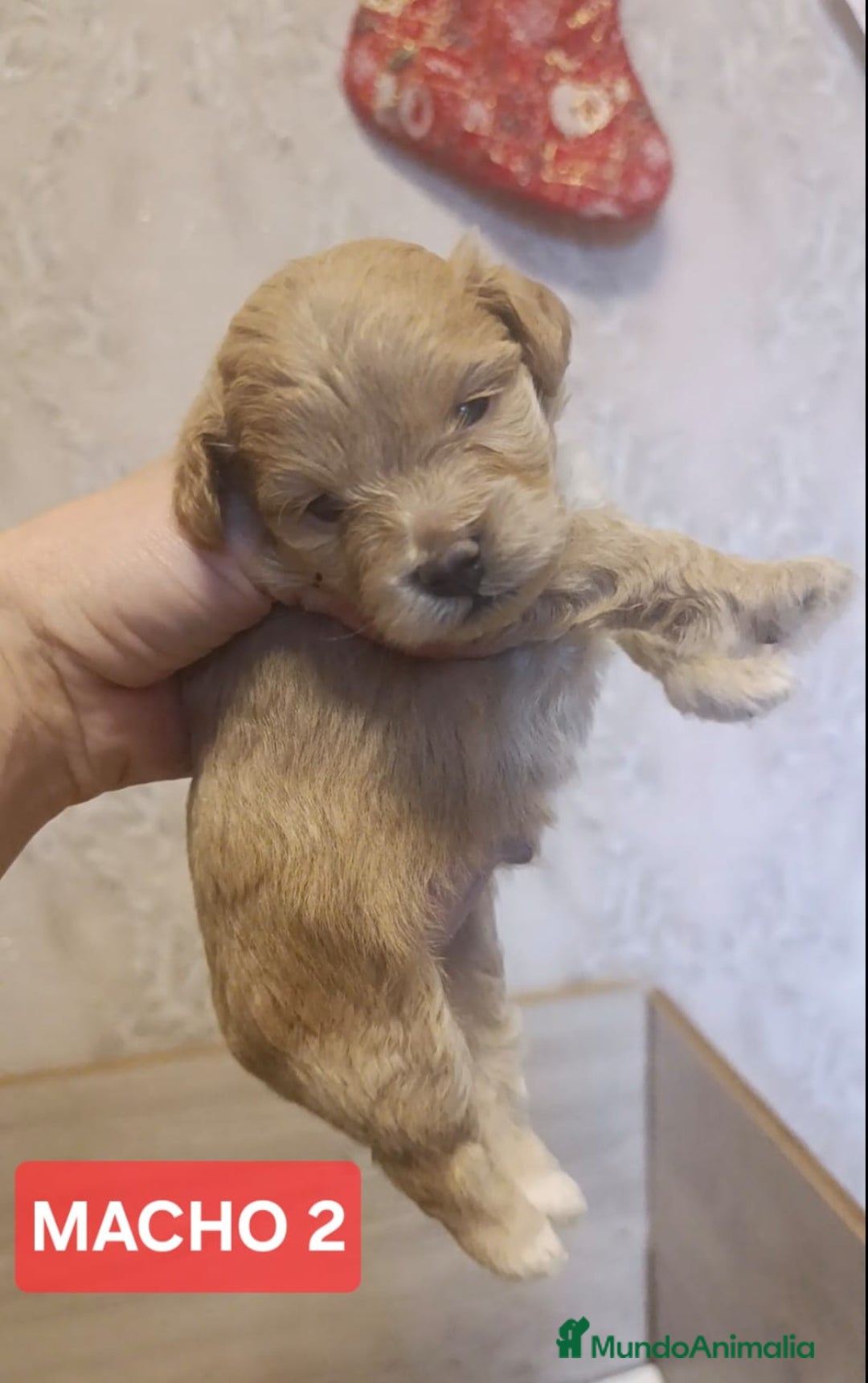 Maltipoo perros en venta: Preciosos cachorros Maltipoo  - Anuncio 2