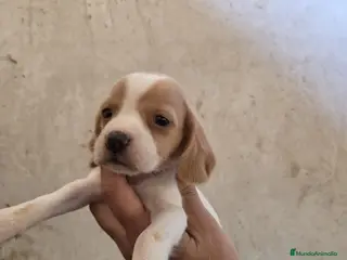 Beagle perros Cachorros Beagle - Anuncio 2