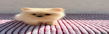 Pomerania 1