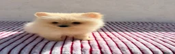 Pomerania perros en venta: Lulu Pomerania toy  - Anuncio 7