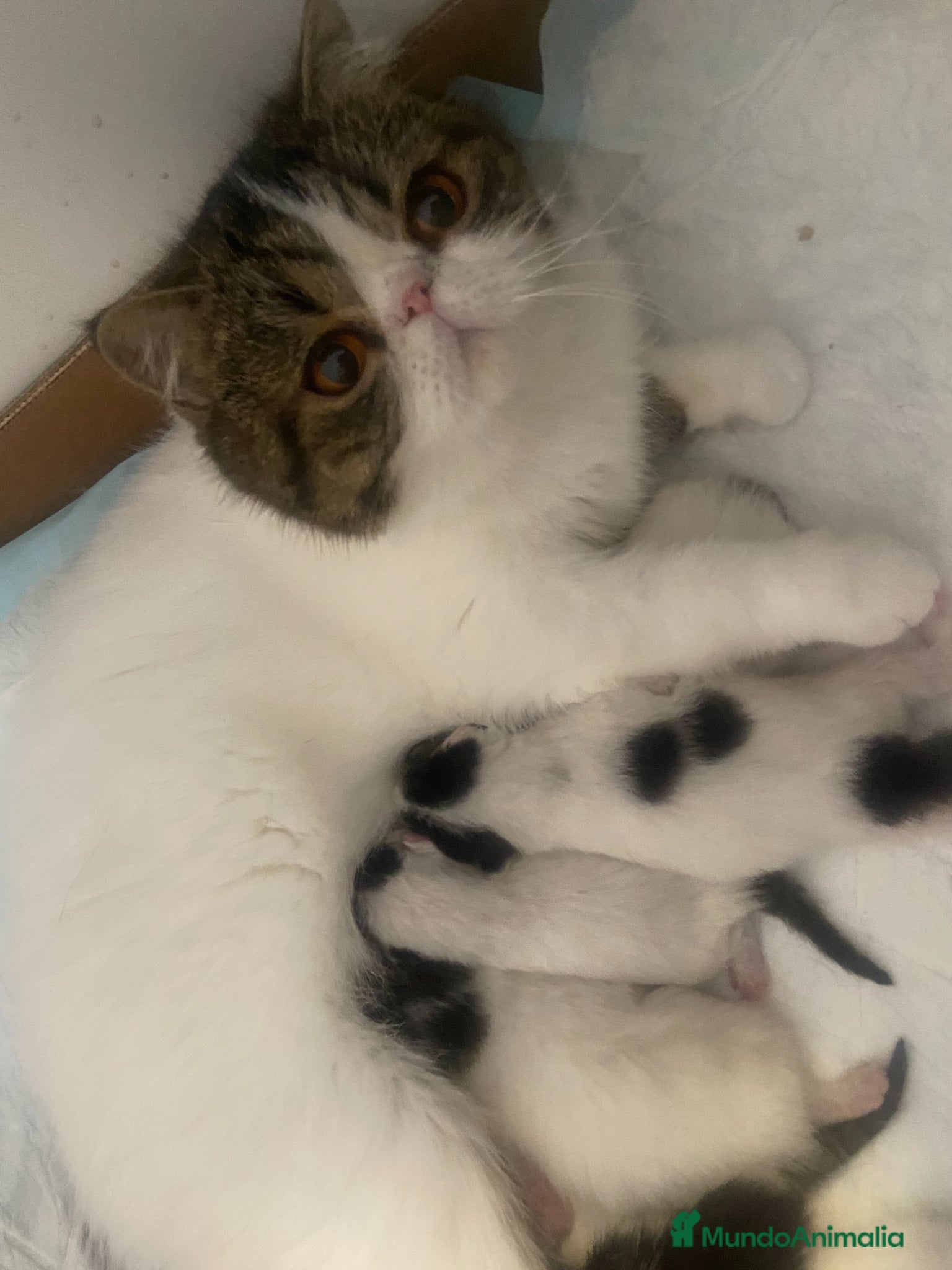 Exótico de Pelo Corto gatos 🐾 Bebés Persas y Exóticos en Casa Belich 🐾 - Anuncio 2