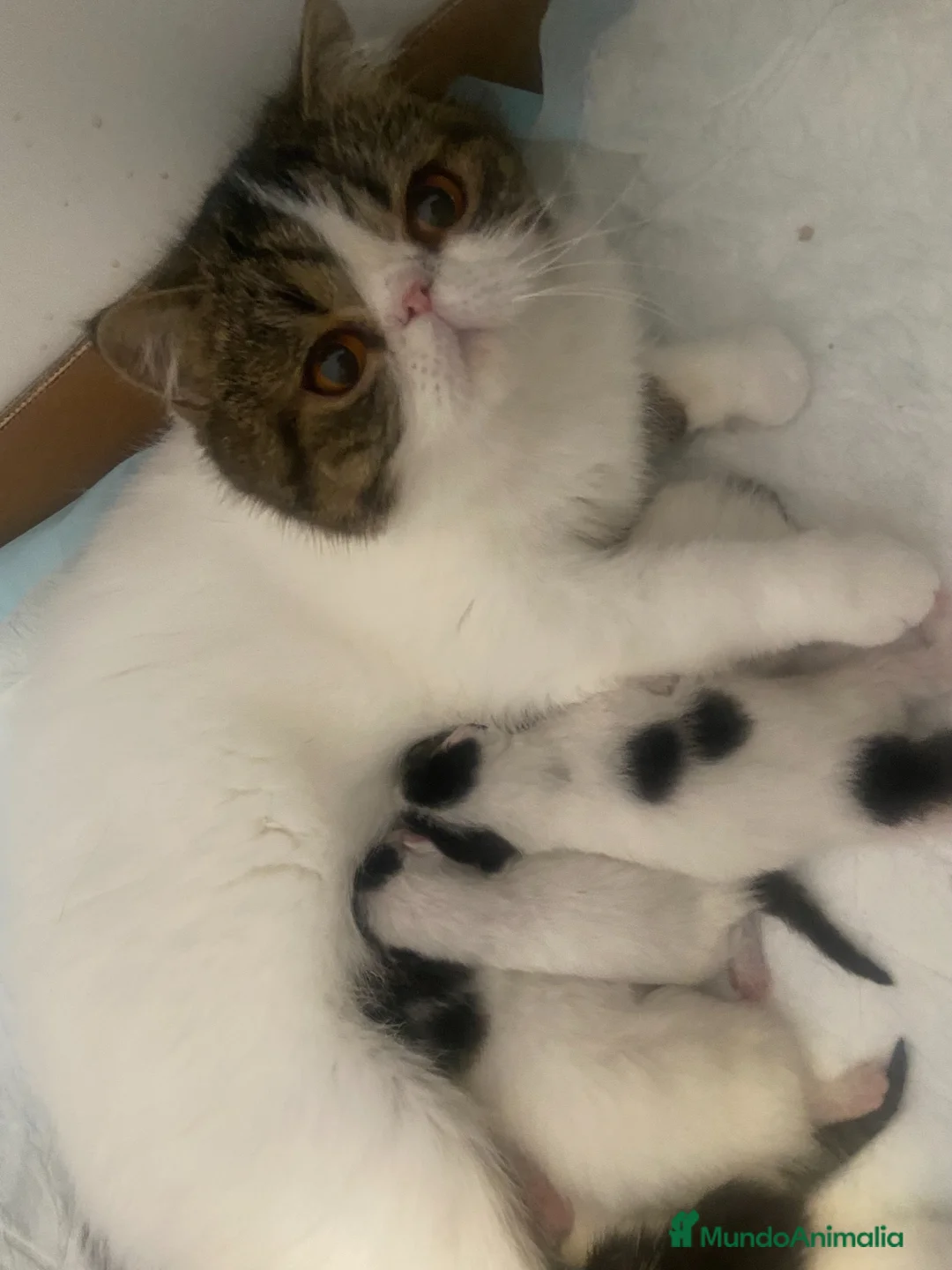 Exótico de Pelo Corto gatos en venta: 🐾 Bebés Persas y Exóticos en Casa Belich 🐾 - Anuncio 1