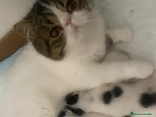 Exótico de Pelo Corto gatos 🐾 Bebés Persas y Exóticos en Casa Belich 🐾 - Anuncio 4