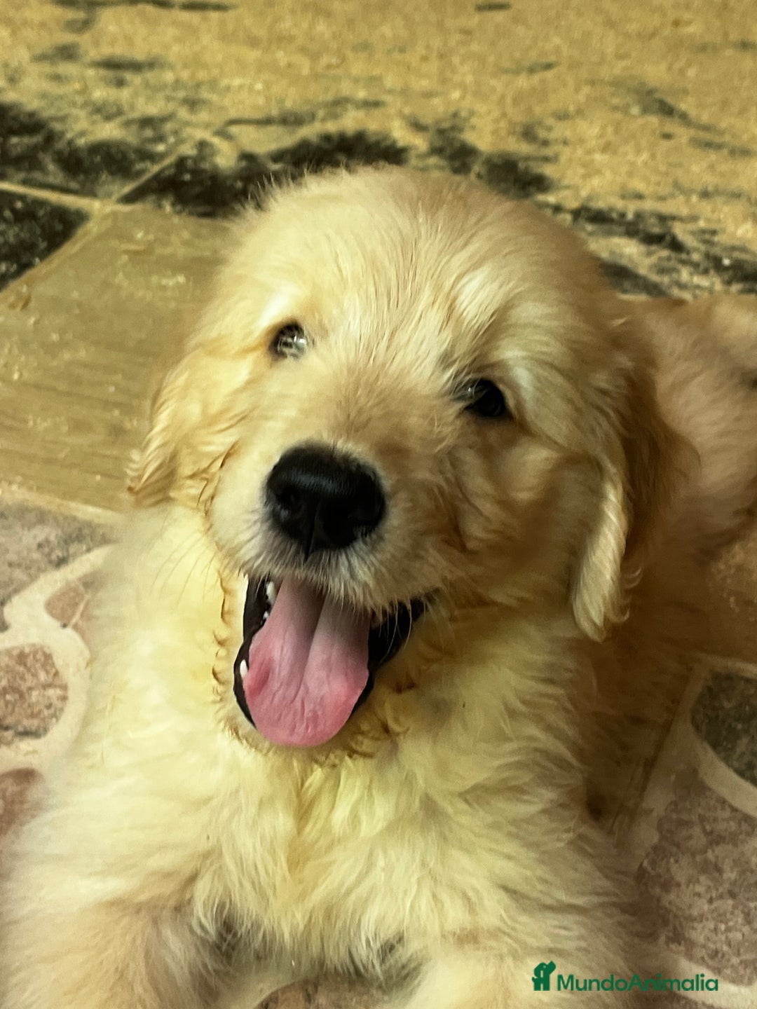 Goldendoodle perros en venta: Goldendoodle  - Imagen 7