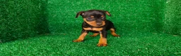 Pinscher Miniatura perros en venta: Pincher miniatura  - Anuncio 7