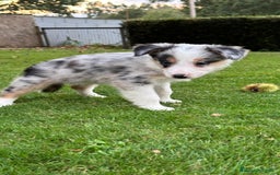 Border Collie perros en venta: Border collie Merle  - Imagen 2