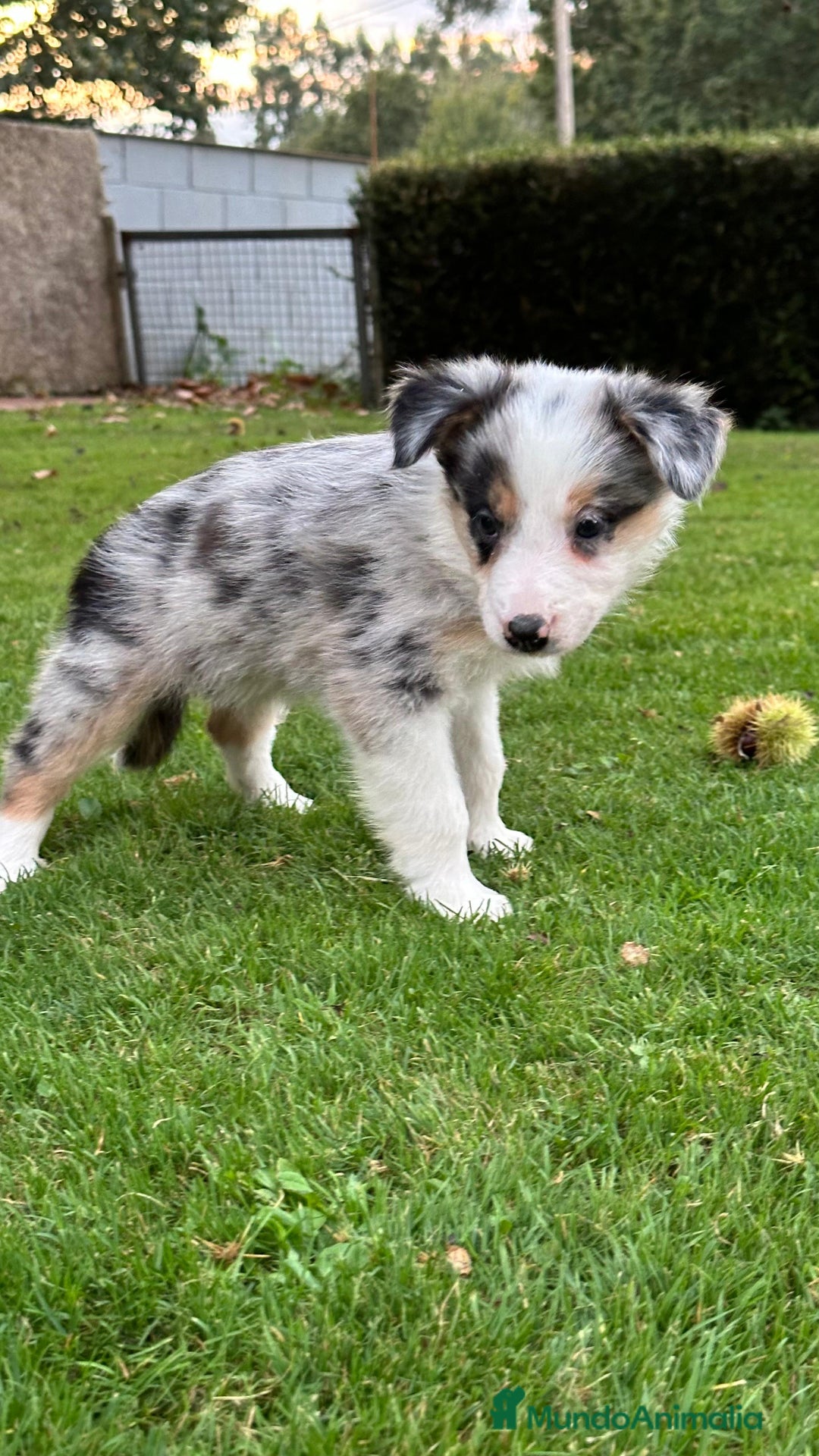 Border Collie perros en venta: Border collie Merle  - Imagen 2