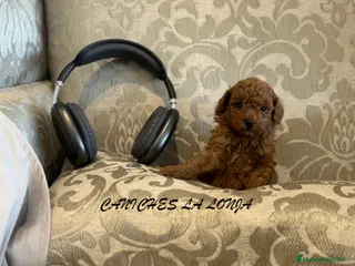 Caniche Toy perros caniche toy rojo - Anuncio 2