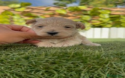 Maltipoo perros en venta: MALTIPOO  - Imagen 9