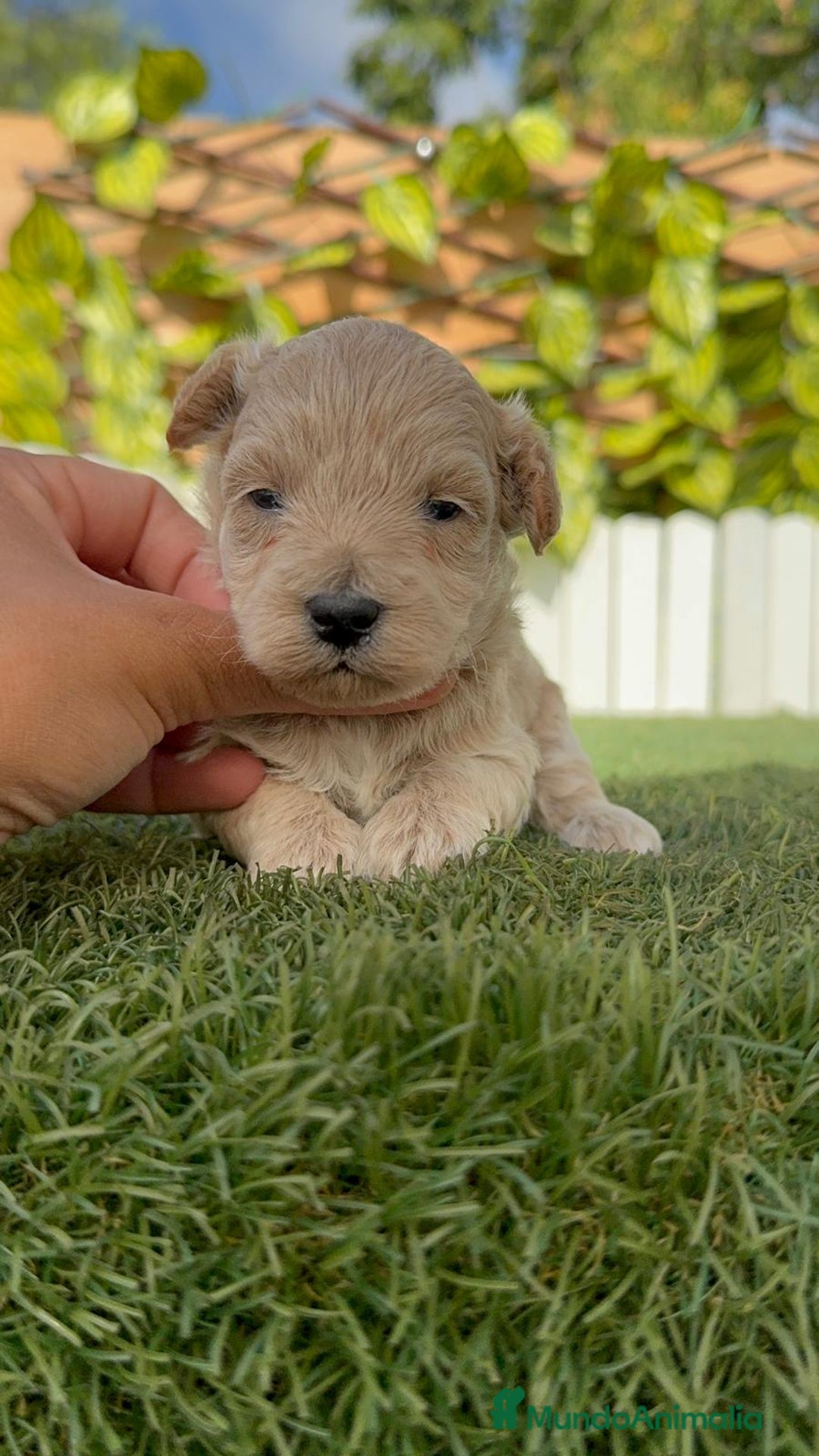 Maltipoo perros en venta: MALTIPOO  - Imagen 9