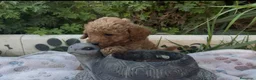 Caniche Toy perros en venta: Caniche toy - Anuncio 7