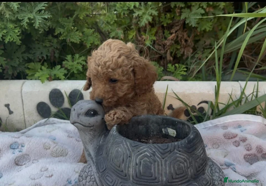 Caniche Toy perros en venta: Caniche toy - Anuncio 7
